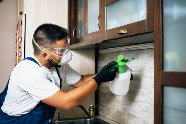 Best Termite Control Services  in Maple Park, IL