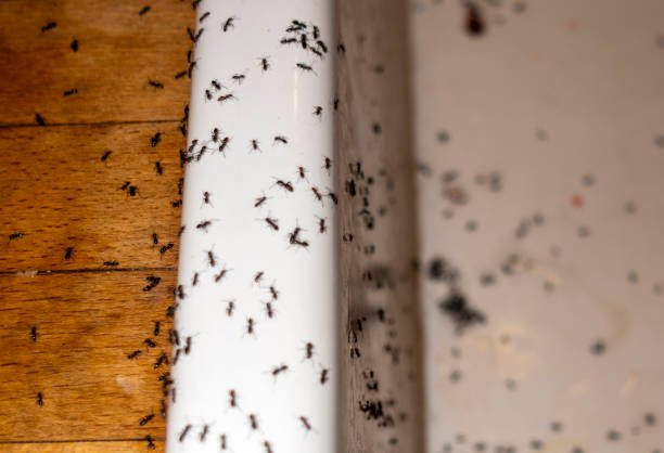Best Emergency Pest Control  in Maple Park, IL