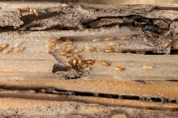Best Wasp Removal Services  in Maple Park, IL